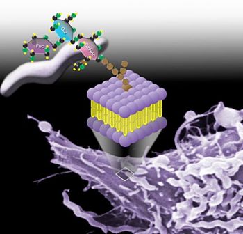 Many pathogens bind to specific glycans on their host cell surface receptors as their first step in pathogenesis.